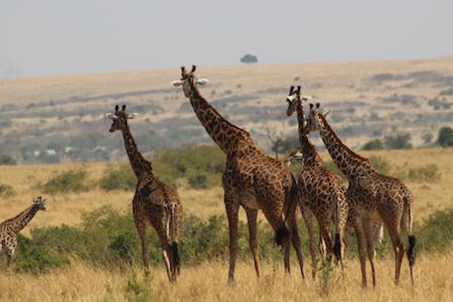 Daily visit to Giraffe Centre