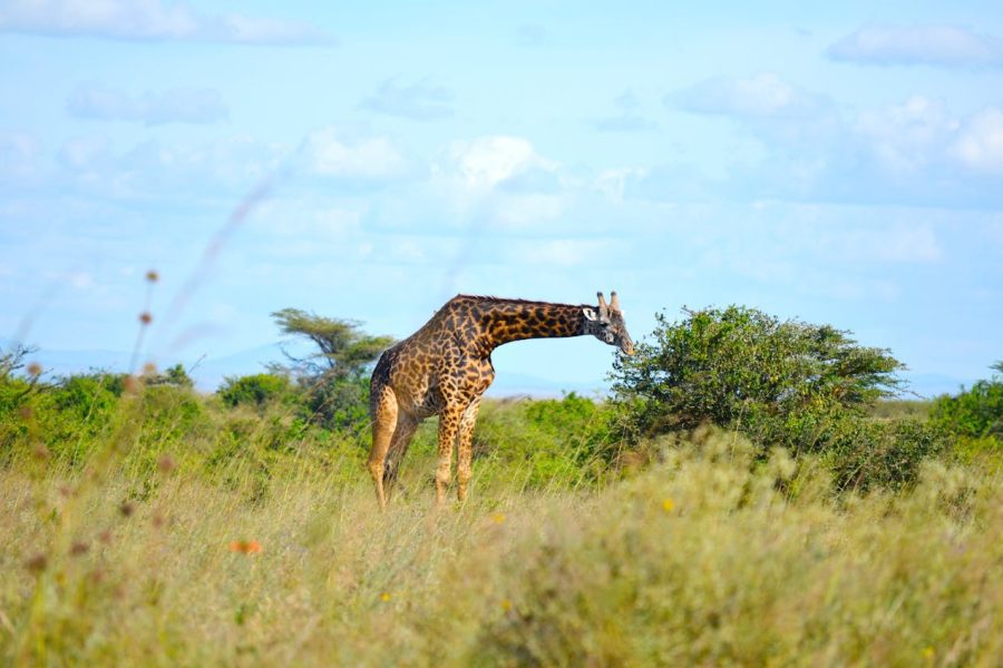 A visit to Nairobi National Park