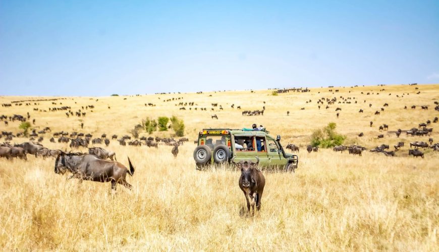 Wildlife Safari