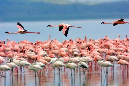 Lake Bogoria National Reserve