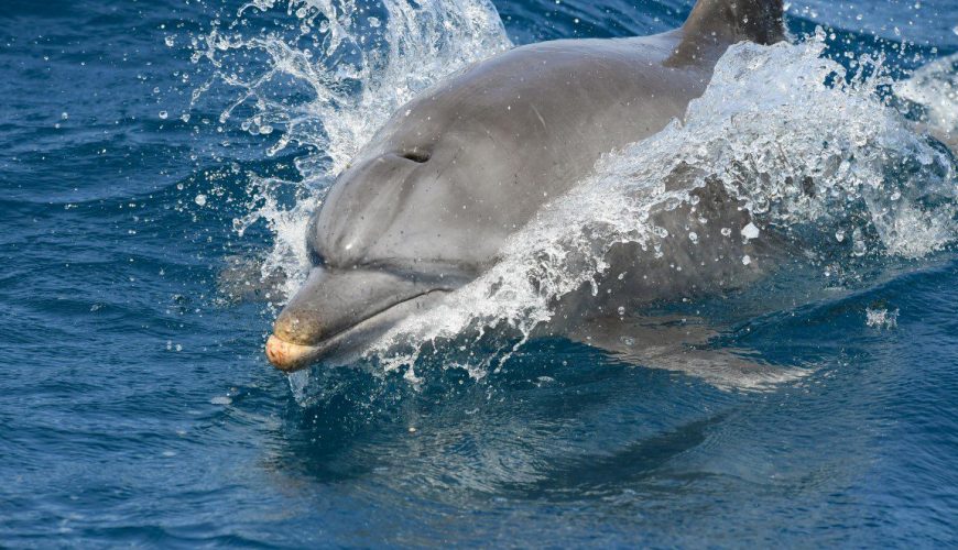 Swimming With The Dolphins