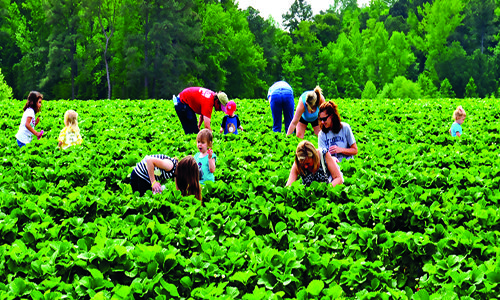 Agro-Tourism