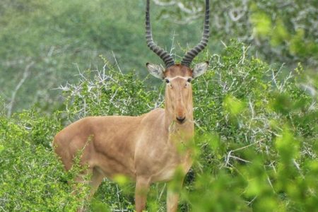 Ishaqbini Hirola Sanctuary