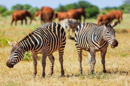 South Kitui National Reserve