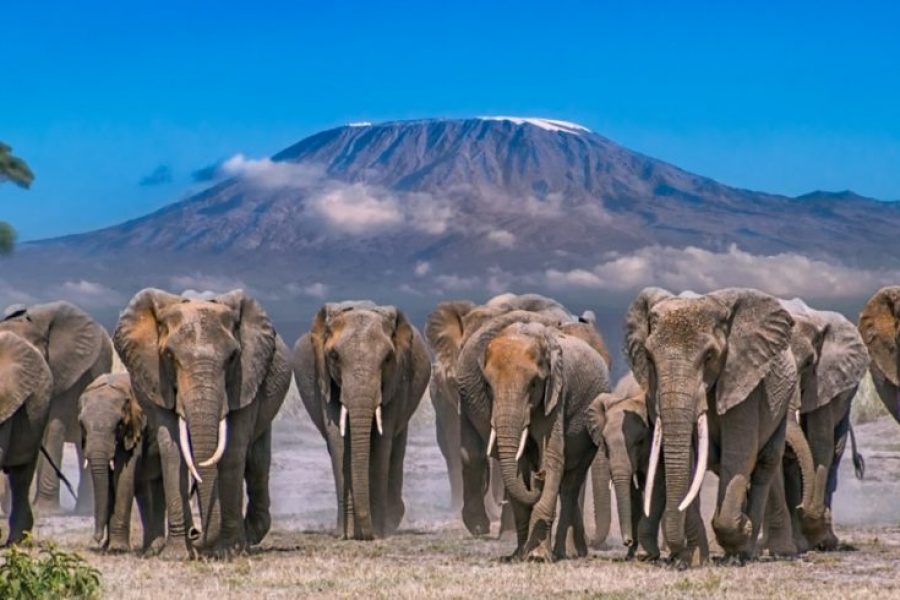 Amboseli National Park