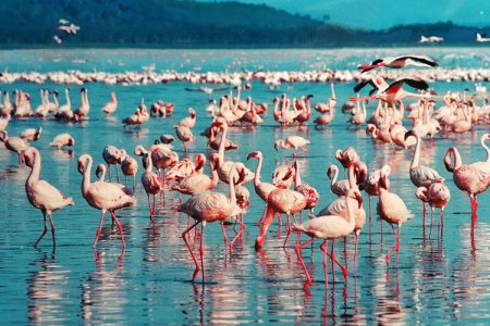 Lake Baringo National Park