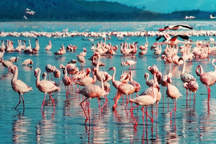 Lake Baringo National Park