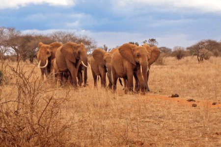 Sibiloi national park