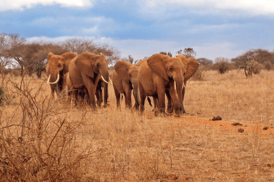 Sibiloi national park