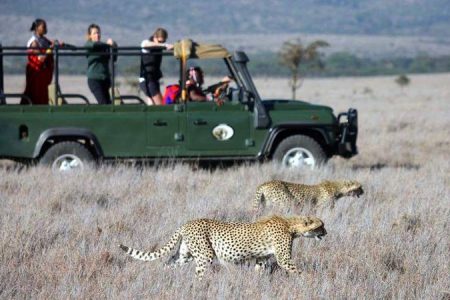Wildlife Safaris