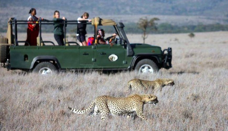 Wildlife Safaris