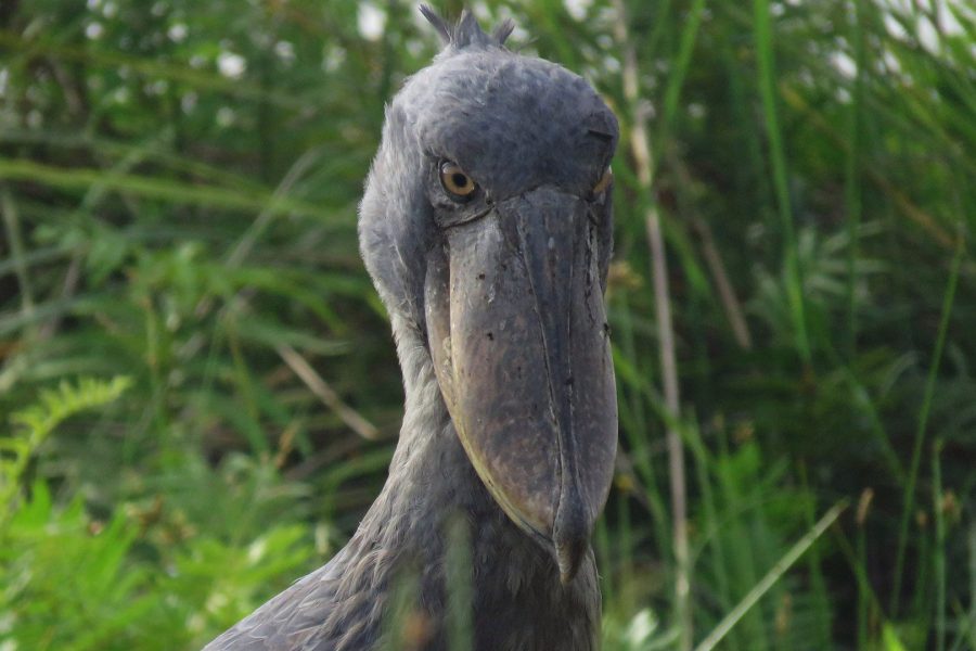 Kakamega Forest National Reserve – “Canopy of Natural Beauty”